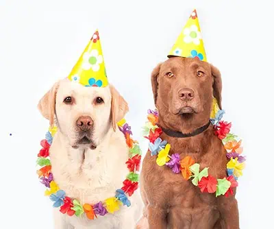 två hundar i partyhatt